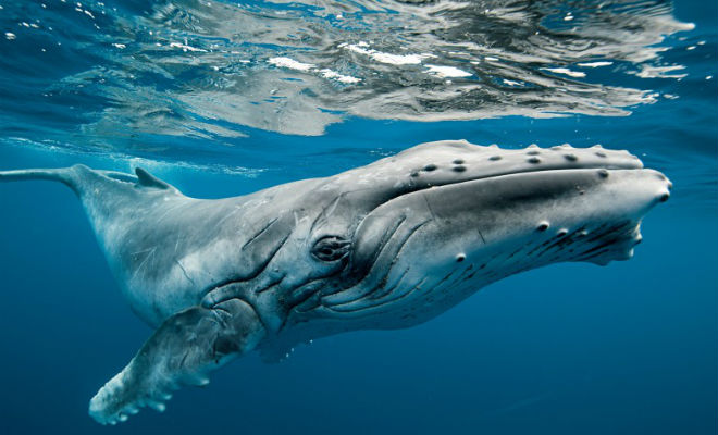 Огромный кит бросился к дайверу и спас ему жизнь