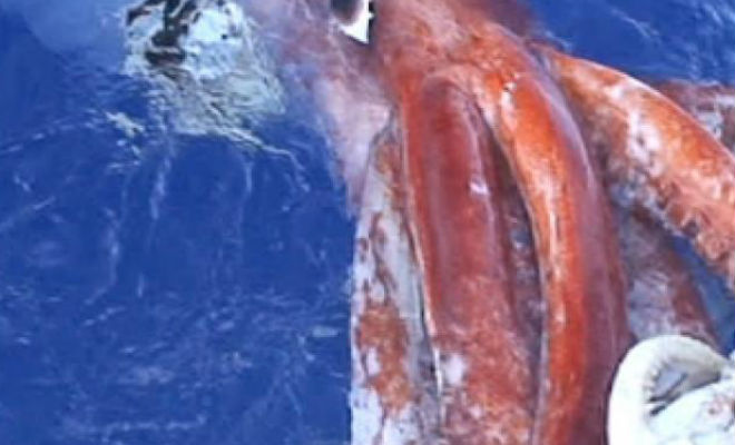 14 метров щупалец: к рыбакам выплыл гигантский кальмар