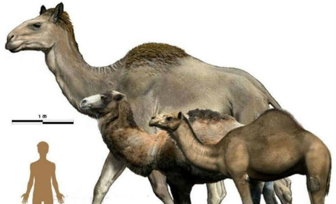 Сирийский верблюд: горбатый гигант, который был больше слонов