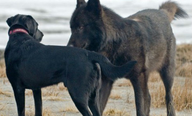Волк подошел к собаке вплотную: хозяин мог только смотреть