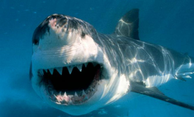 Косатка: хищник, которого боятся белые акулы