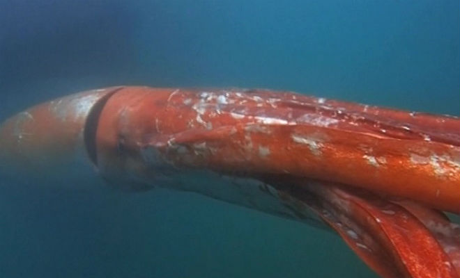 14 метров щупалец: к рыбакам выплыл гигантский кальмар