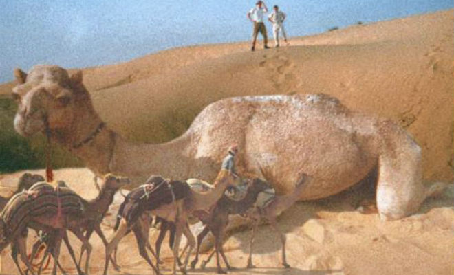 Сирийский верблюд: горбатый гигант, который был больше слонов