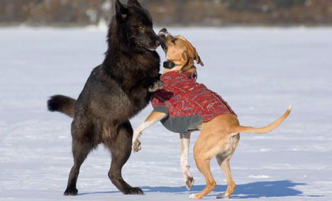 Волк подошел к собаке вплотную: хозяин мог только смотреть