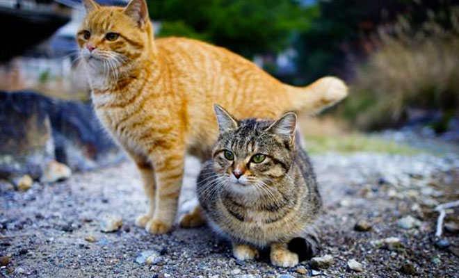 Как кошки предсказывают землетрясение: видео из Японии