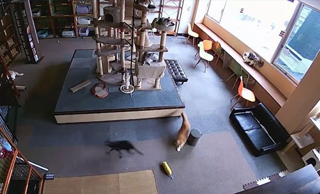 Как кошки предсказывают землетрясение: видео из Японии