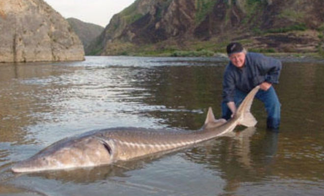 Ловля гигантов в Охотском море: вес рыбин больше 100 килограмм