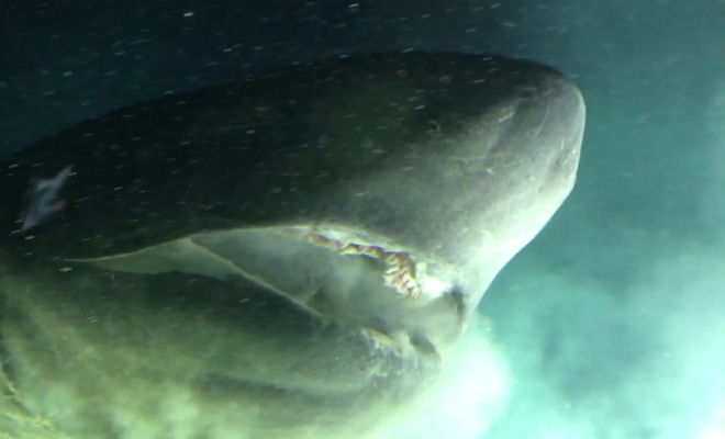 Огромная глубоководная акула проверила на прочность подводную лодку