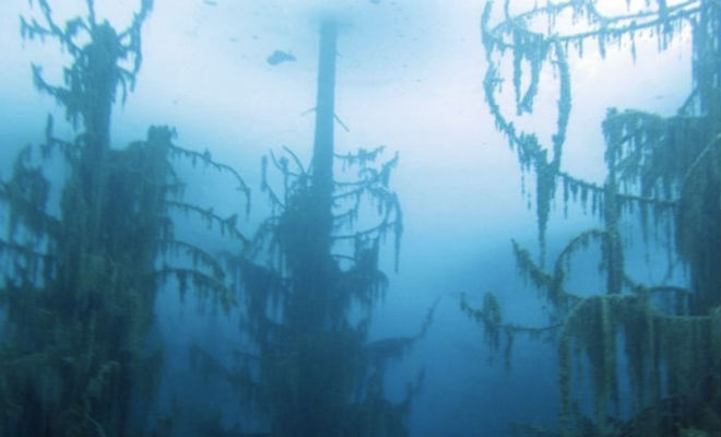 Древний лес ушел под воду: погружение в подводную чащу