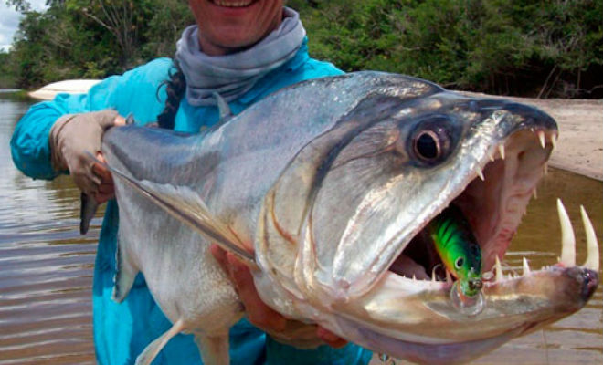 10 самых опасных рыб, выловленных в реках
