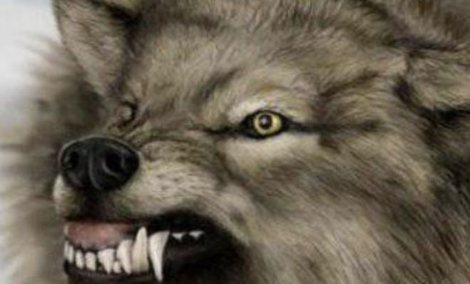 Волкособ: собака с волчьим характером