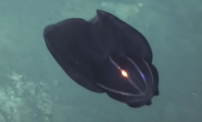 13 необъяснимых подводных существ, которые случайно попали на камеру