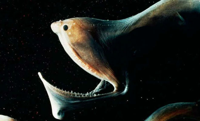 5 темных созданий из глубин океана