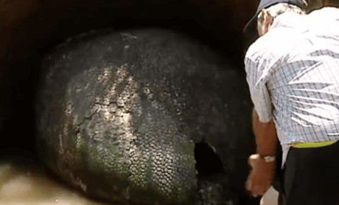 Фермер обнаружил огромное яйцо: ученые проверили и нашли неизвестного динозавра