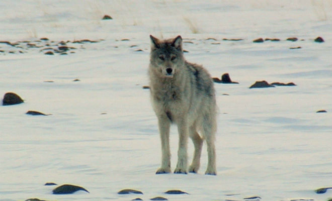 Наедине с волками: смельчак прошел через ледяную пустыню