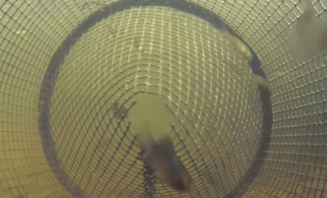 Рыба сама заплывает в сачок: видео из подводной ловушки