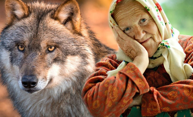Навстречу ночным гостям вышел волк. Когда-то бабушка взяла волчонка перепутав со щенком
