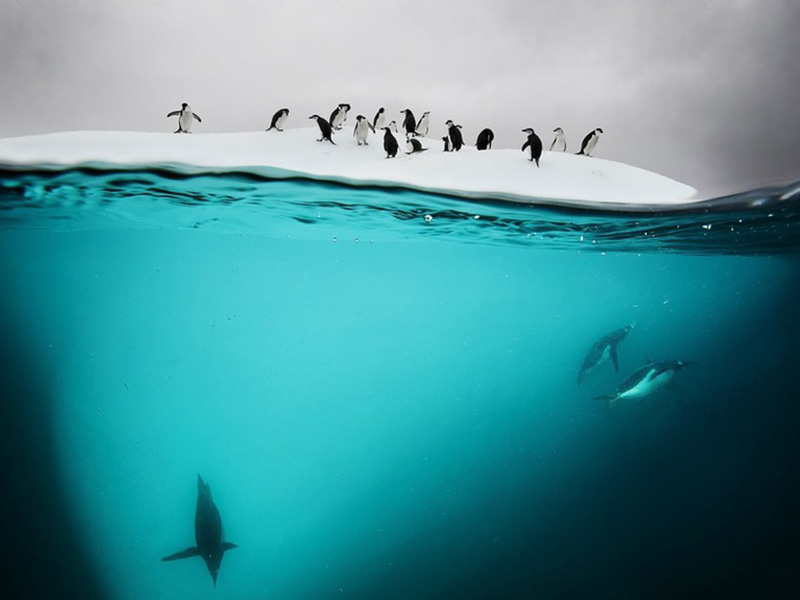 Пингвины на крошечном острове Данко в проливе Эррера у побережья Антарктиды.