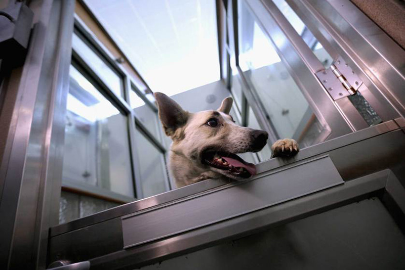 Бездомная собака из Сочи, которую оттуда забрал один из американских спортсменов, акклиматизируется после прилета в специальном лагере для спасенных животных в Вашингтоне. 27 марта 2014.