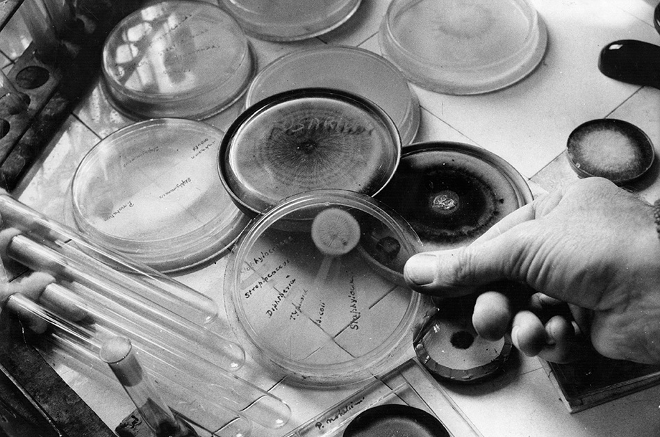 Пенициллин
Изобретение пенициллина — целой группы антибиотиков, которая позволяет лечить множество бактериологических инфекций — одна из давних научных легенд, но на деле это всего лишь история о грязной посуде. Шотландский биолог Александр Флеминг решил прервать лабораторное исследование стафилококка в лаборатории и взял месячный отпуск. По приезду он обнаружил странную плесень на оставленной посуде с бактериями — плесень, которая убила все бактерии.