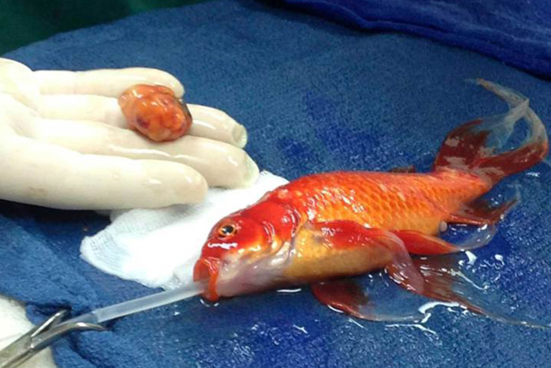 10-летней золотой рыбке проводят операцию по удалению угрожавшей жизни опухоли из головы в специальном госпитале для животных в Мельбурне. 11 сентября 2014.