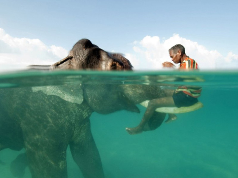 Старый 60-летний слон Раджан играет со своим хозяином на одном из маленьких островов в Бенгальском заливе.