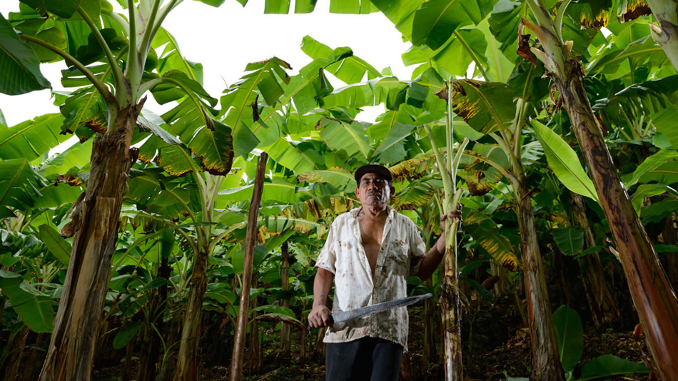 Мачете №52: Ометепе, Никарагуа
66-летний Франциско работает с мачете уже больше 45 лет. Здесь он стоит на собственной банановой ферме рядом со своим домом.