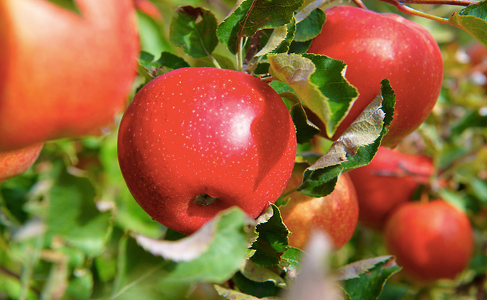 Яблоко
Удалить налет с зубов помогает обычное яблоко. Пока вы его будете есть, фруктовые кислоты размягчат налет. Потом его легко можно будет очистить кусочком бинта.