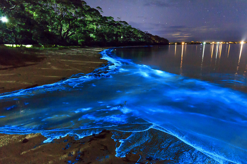 Ночью прибрежные воды острова Вааду освещаются тысячами синих огней. Источником света является фитопланктон. Голубую подсветку «включает» электрический импульс, возникающий в результате колебательных движений волн.