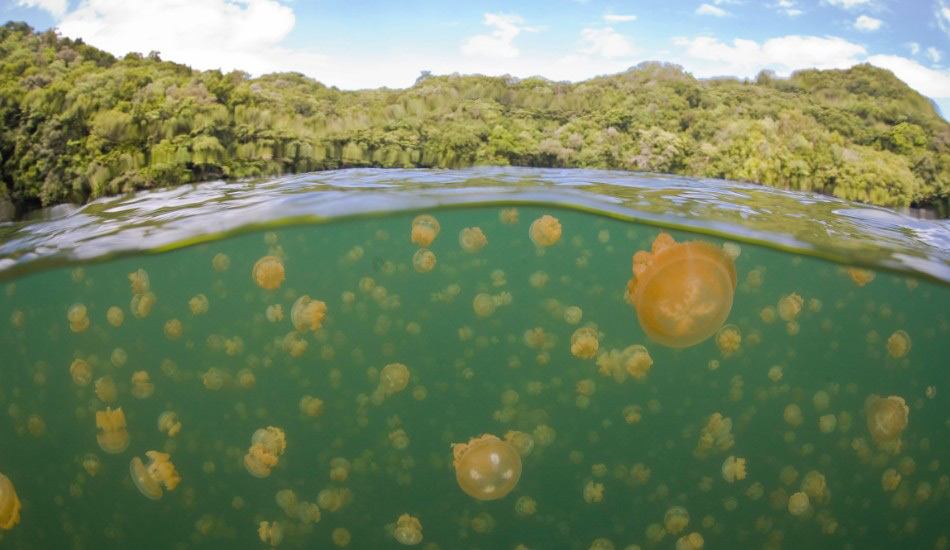 Озеро Медуз, Палау
Медузы могут доставлять неудобства отдыхающим на океанических пляжах, но подводное плавание с ними в Озере Медуз на тихоокеанском архипелаге Скалистые Острова — совершенно непередаваемое удовольствие. Золотистые медузы представляют из себя святящиеся сферы, которые могут быть размером как с монету, так и с футбольный мяч. Это единственный вид медуз, у которого в процессе эволюции исчезла способность жалить.