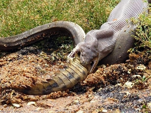 Этому крокодилу повезло меньше. Его съела змея. Крокодила! Все еще думаете о поездке в Австралию?