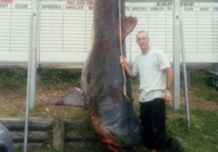 Вес акулы: 810 кг.
На данный момент абсолютный действующий рекорд по самой большой по весу когда-либо пойманной тигровой акуле принадлежит Кевину Джеймсу Клапсону. У берегов Улладулла, Австралия, в марте 2004 года рыбак выловил тигровую акулу весом 810 кг.