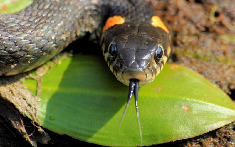 Нападая, змеи жалят
По неизвестным причинам, многие люди считают, что змеи жалят своим острым, раздвоенным на конце языком. Змеи кусают зубами, как и все остальные животные. Язык им служит совершенно для других целей.