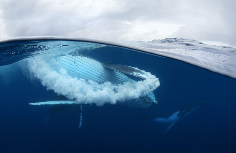 Крэйг Перри. Победитель в категории «Недостаточная экспозиция». Горбатый кит неподалеку от берегов Тонга.