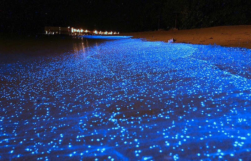 Фитопланктон, атолл Вааду, Мальдивы 
С наступлением темноты побережье атолла Вааду подсвечивается фантастическим голубым светом. Оригинальную подсветку создается фитопланктон. Под воздействие прибрежных волн они начинают светиться.