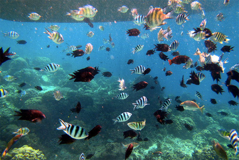 Хонда Бей, Палаван, Филиппины
Палаван является домом для многих экзотических видов флоры и фауны. Некоторые из них нельзя найти больше нигде в мире. Под толщей воды скрываются коралловые рифы общей площадью 11 000 кв.км. В прибрежных водах можно встретить самое редкое млекопитающее в мире – морскую корову, а также в естественной среде понаблюдать за косяками более 800 видов рыб, морскими коньками и редкими морскими черепахами, которые находятся на грани исчезновения.