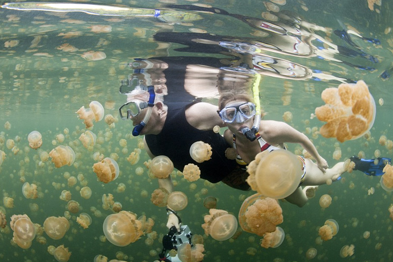 Озеро медуз, Палау
Озеро на востоке острова Эйл-Малк — поистине уникальное место на планете. С одной стороны, через трещины оно связано с океаном, с другой — озеро достаточно изолировано. Оказавшиеся «запертыми» в водоеме два вида сцифоидных медуз со временем утратили стрекательные клетки и размножились до 2 млн. особей. С медузами можно плавать, трогать их, и при этом не опасаться, что они ужалят.