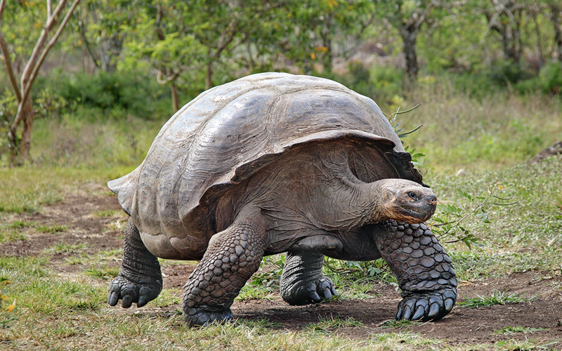 Гигантская черепаха
В списке самых неторопливых животных черепахам, с которыми все так любят сравнивать медленных людей, досталось лишь 5 место. Гигантские черепахи со средней массой 300 кг. и длиной 1,3 м. живут около 100 лет и никуда не торопятся, передвигаясь со скоростью всего 1 миля/час.
