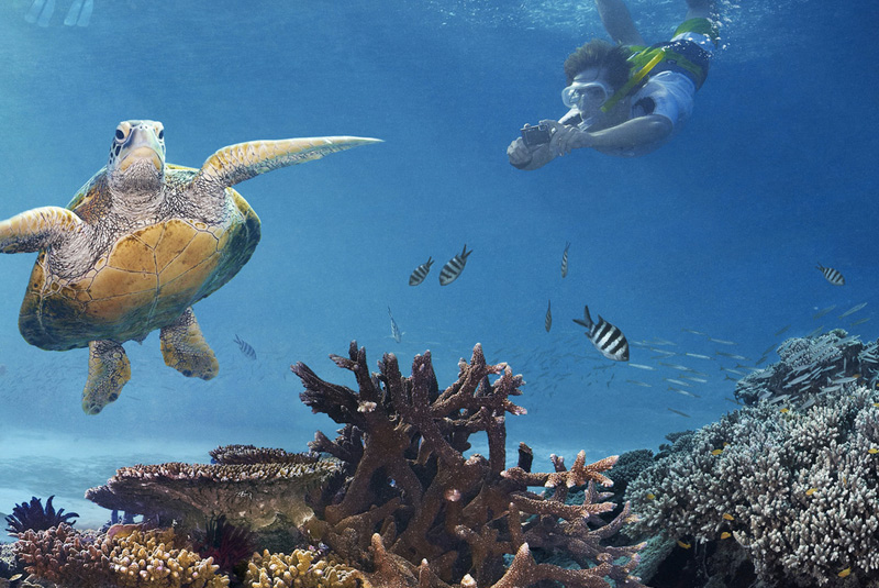 Остров Леди-Эллиот, Австралия
Большой Барьерный риф не испытывает недостатка в спотах, предоставляющих возможность наслаждаться красотами подводного мира. От прочих мест остров Леди-Эллиот отличает то, что видимость под водой здесь достигает до 50 метров. Это идеальное место наблюдения за тропическими рыбами всех цветов и размеров и скатами манта.