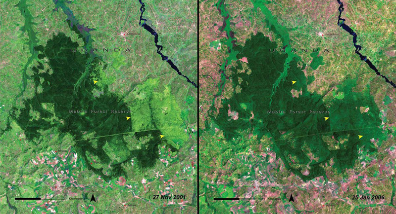 Вырубка деревьев леса Мабира
Уганда
 Слева: 2001 год
Справа: 2006 год