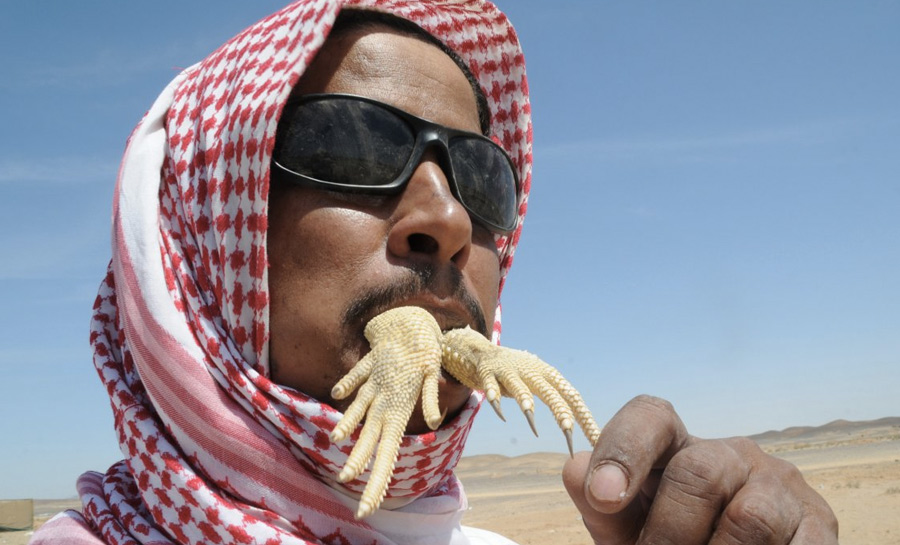 В городе на северо-западе Саудовской Аравии в пищу употребляют ящериц шипохвостов. Животных едят как после термической обработки, так и в сыром виде.