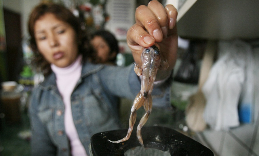 Лягушка без кожи является одним из ингредиентов традиционного напитка, который готовят в Перу, например, на рынке в Сан-Хуан-де-Луриганчо, Лима.