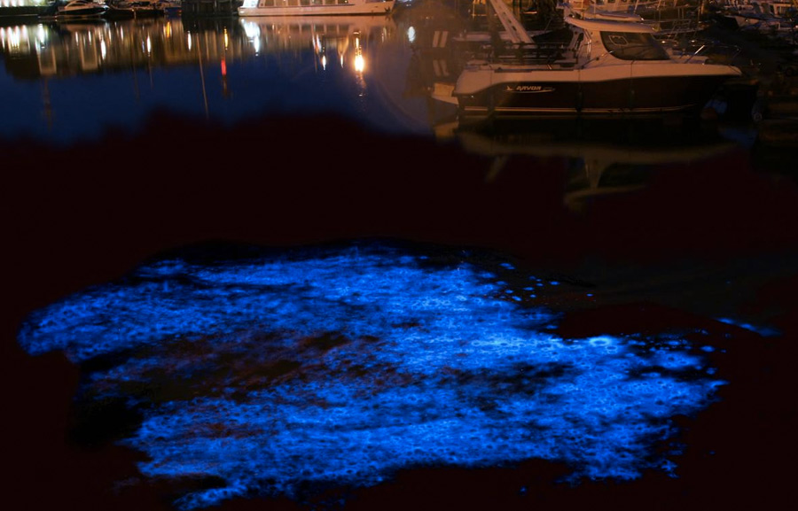 Морской порт Зебрюгге, Бельгия 
Дополнительной подсветкой может похвастаться и порт Зебрюгге. В темное время суток планктон окрашивает воду у причалов в голубой цвет.
