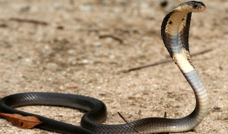 Азиатская кобра
Смертей в год: более 50 000
Несмотря на то, что азиатская кобра не считается самой ядовитой змеей на планете, именно ее укусы остаются самыми смертоносными. Из 65 000 смертельных случаев за год, более пятидесяти тысяч приходится как раз на этот вид.