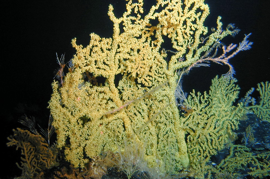 Кораллы 
В водах Тихого океана обитает особый вид кораллов, которые могут жить свыше 4000 лет. Подобные виды встречаются в водах, омывающих Гавайские острова, на глубинах от 300 до 500 метров. Этот вид коралла был признан старейшим долгожителем среди морских организмов.