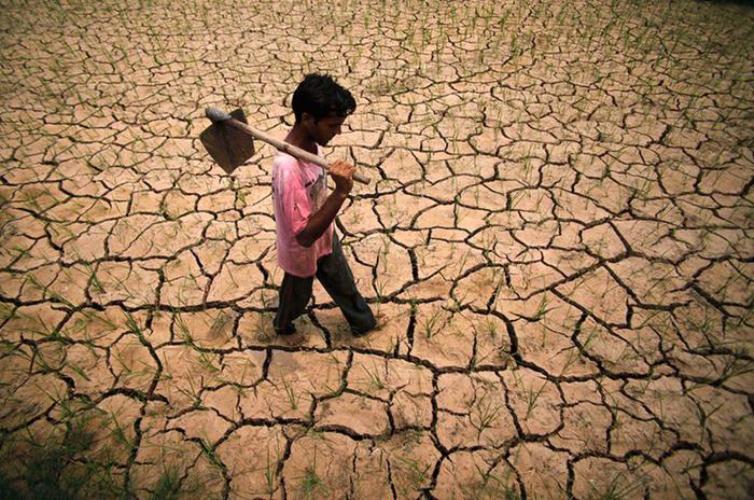 Засуха на рисовом поле в Индии, вызванная прошлым Эль-Ниньо.