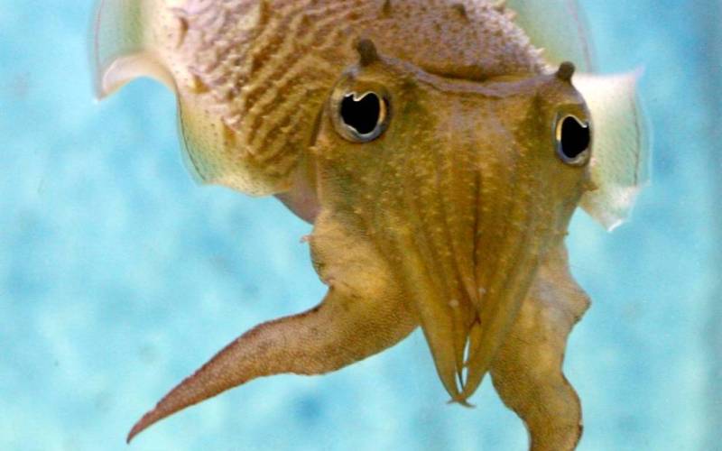 Каракатица
Каракатицы непревзойденные мастера по камуфляжу и самообороне. Они могут изменять свое тело, чтобы замаскироваться под любого другого морского обитателя. Они, по сути, взяли на себя роль Мистик подводного мира.