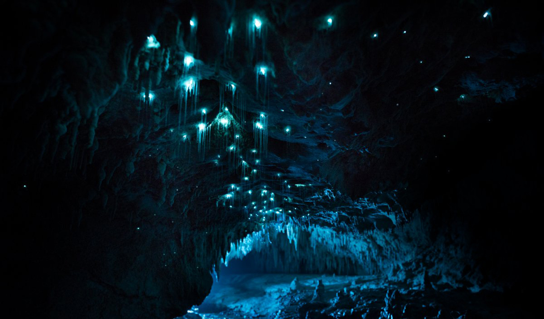 Это один из немногих наземных видов, которые умеют светиться. Большая часть биолюминисцентных видов живет под водой. 