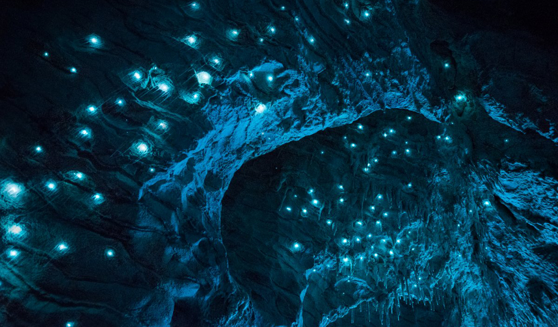 Если в пещеру попадает свет, то Arachnocampa оказываются совершенно невидимы человеческому глазу.