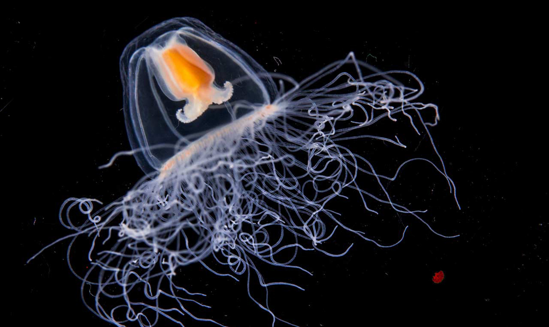 Техническое объяснение
В этой стадии у медузы перестают расти купол и щупальца. Вместо них тело Turritopsis dohrnii обзаводится отростками, на которых отрастают питающие полипы. Грубо говоря, если Turritopsis dohrnii чувствует, что жизнь катится по наклонной — она просто возвращается в свое детство, чтобы попробовать еще разок. 